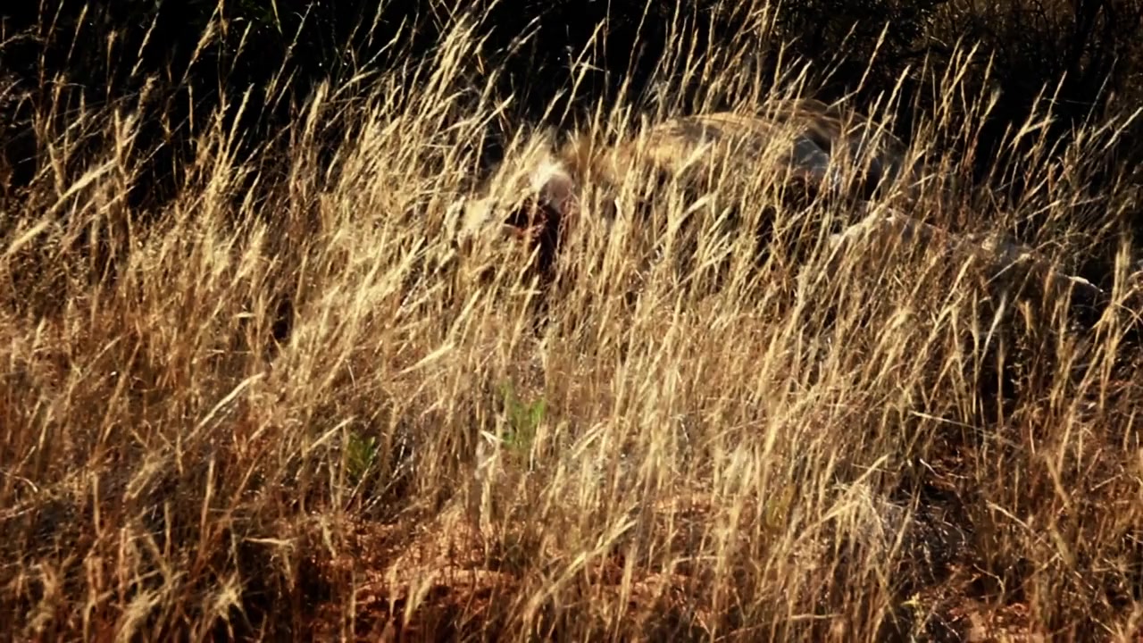 Lion Spy screenshot 2