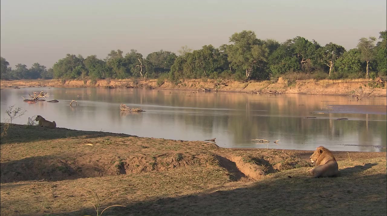 Lions of Crocodile River screenshot 2