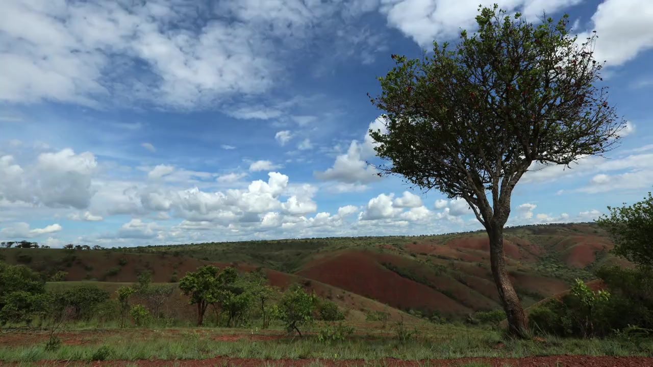 Lions Unleashed screenshot 3