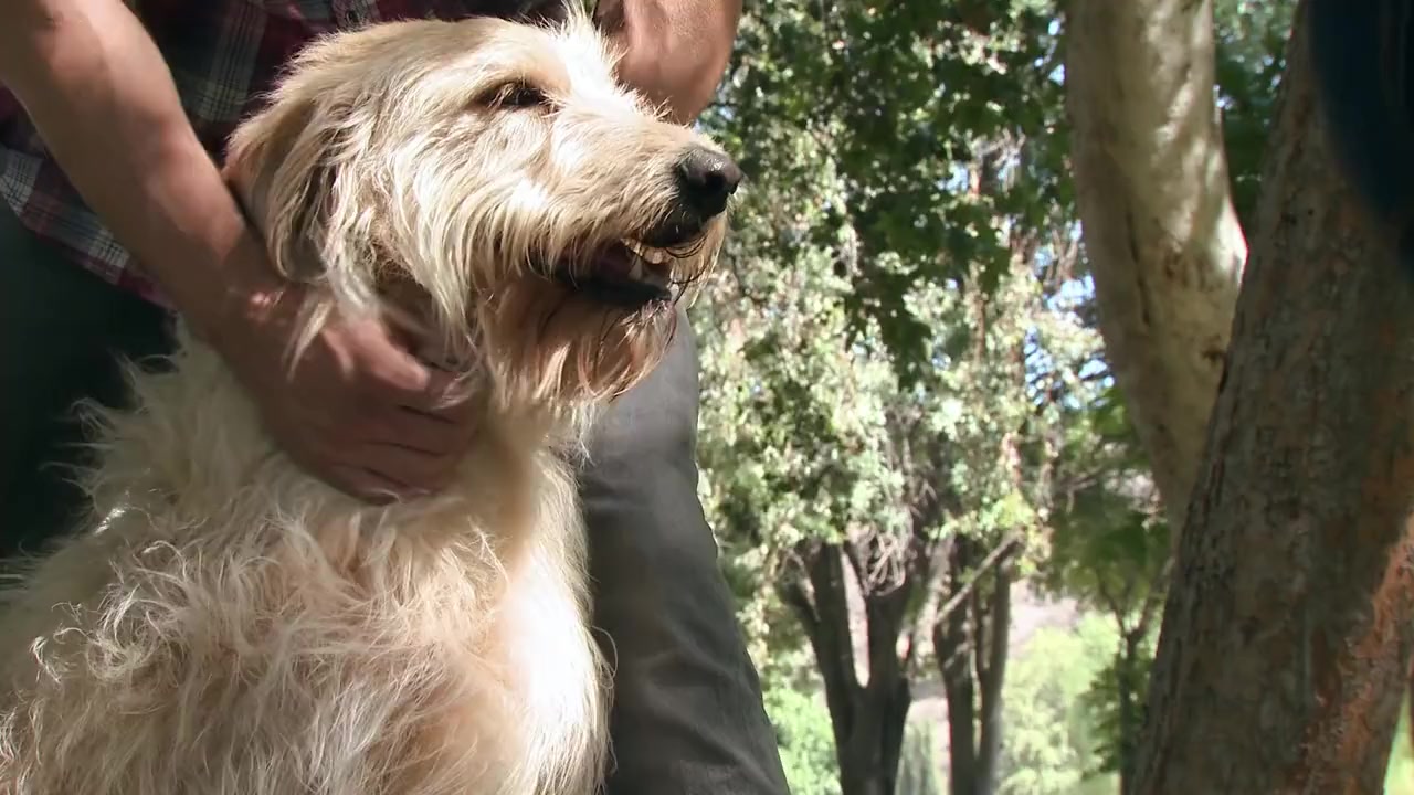 Lucky Dog screenshot 3