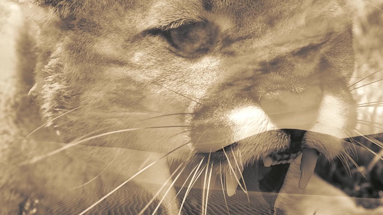 Lynne Koplitz: Hormonal Beast screenshot 1