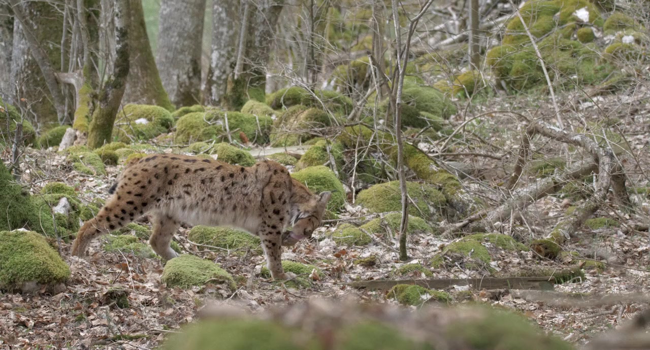 Lynx screenshot 1