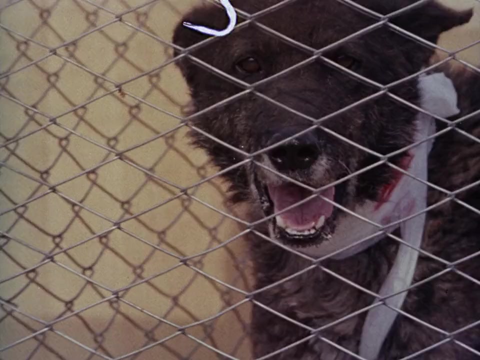 Mondo cane n. 2 screenshot 2