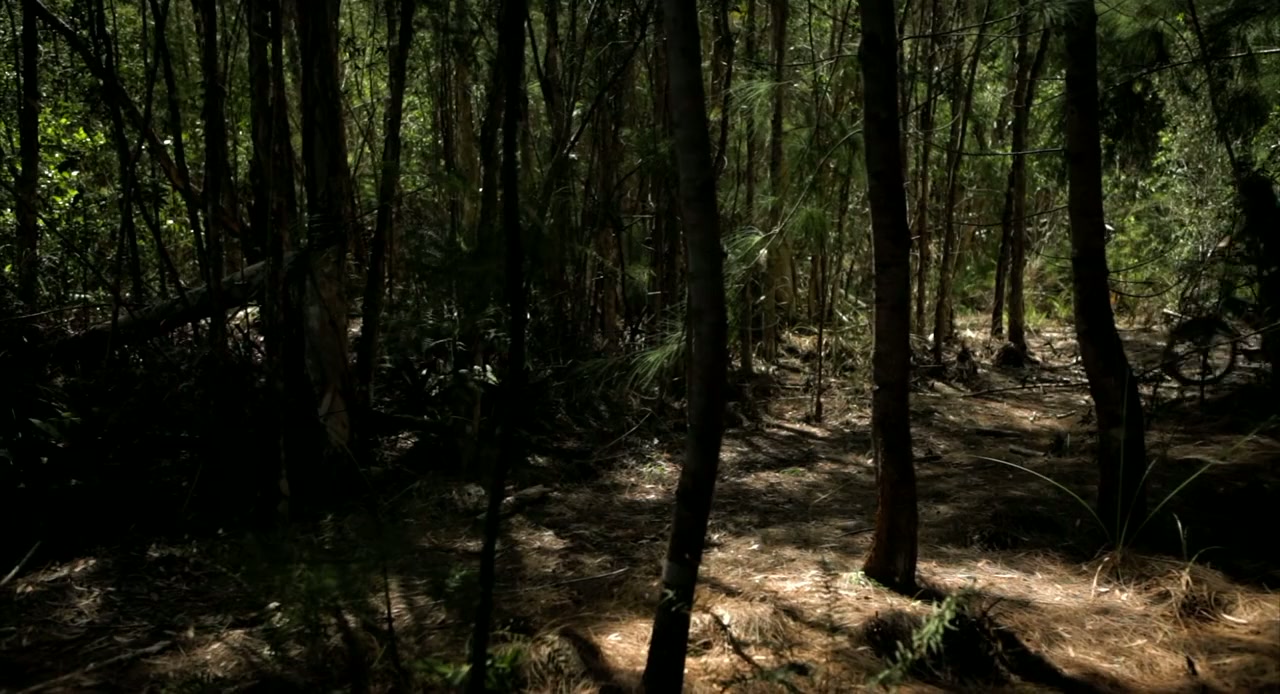 Monkey Killer screenshot 1