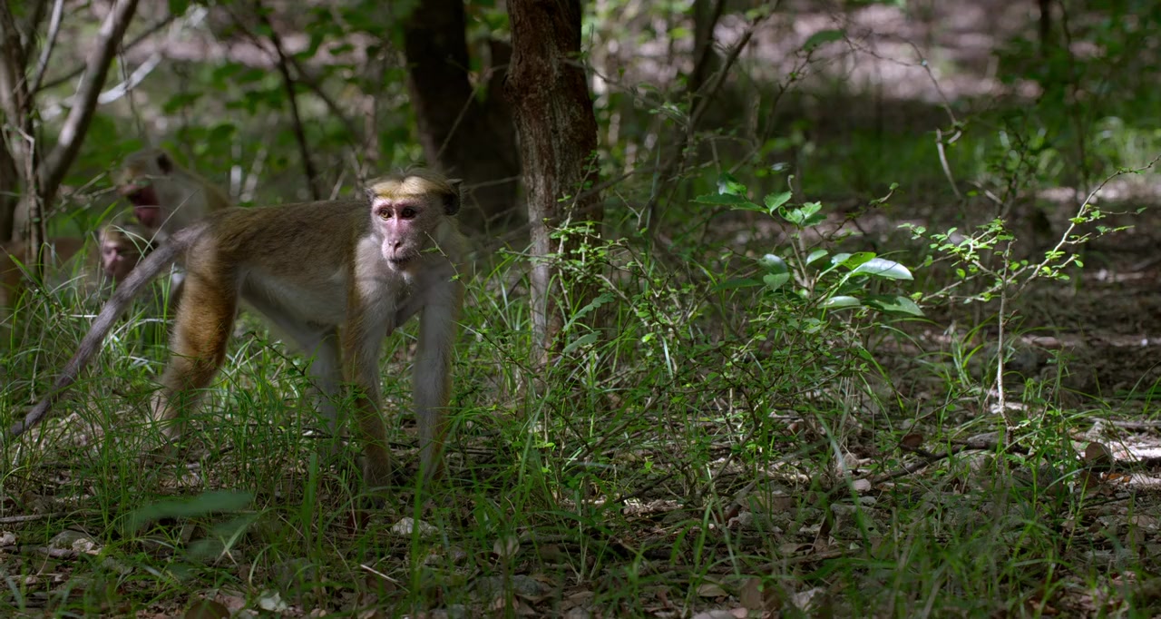 Monkey Kingdom screenshot 2