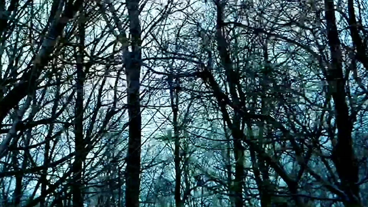 Moonlight screenshot 1