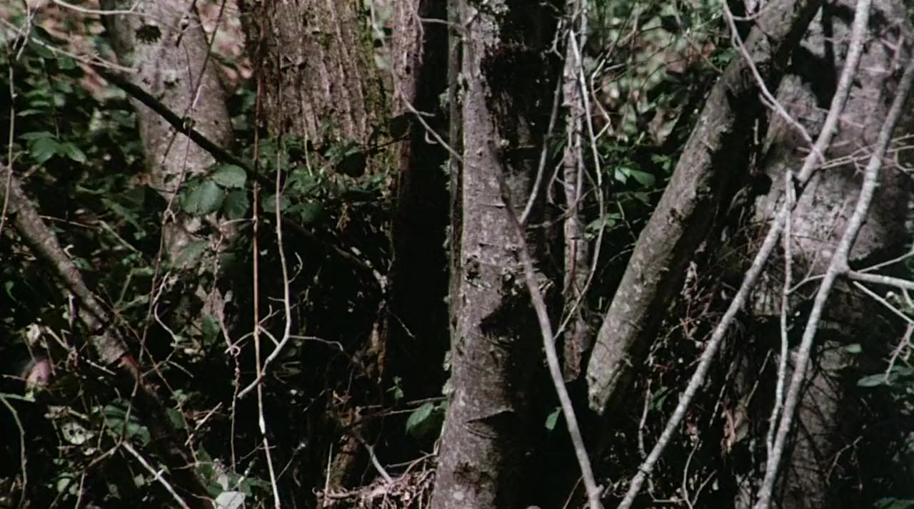 Moonshine County Express screenshot 1