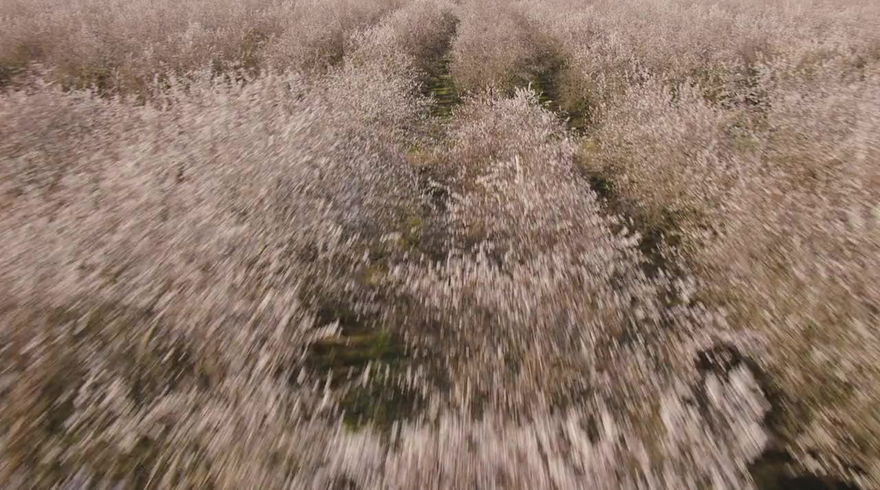 More Than Honey screenshot 2