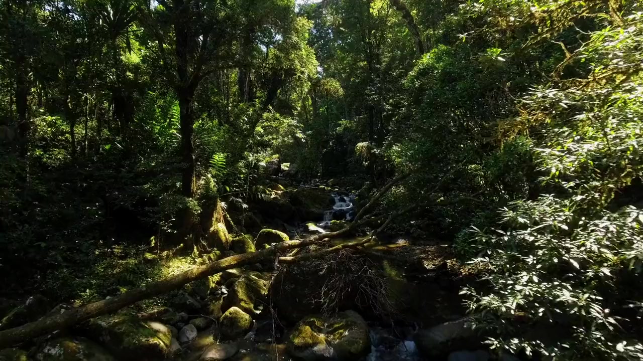 Madagascar: Africa's Galapagos screenshot 1