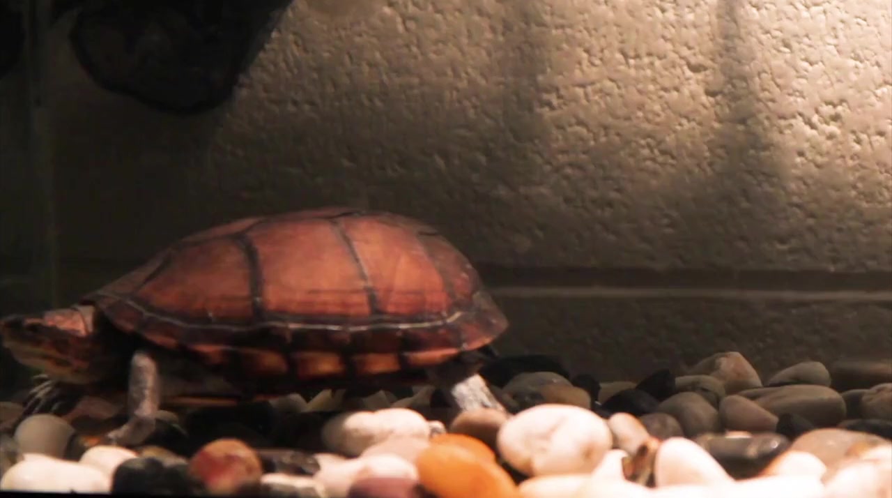Madeline & Cooper screenshot 2