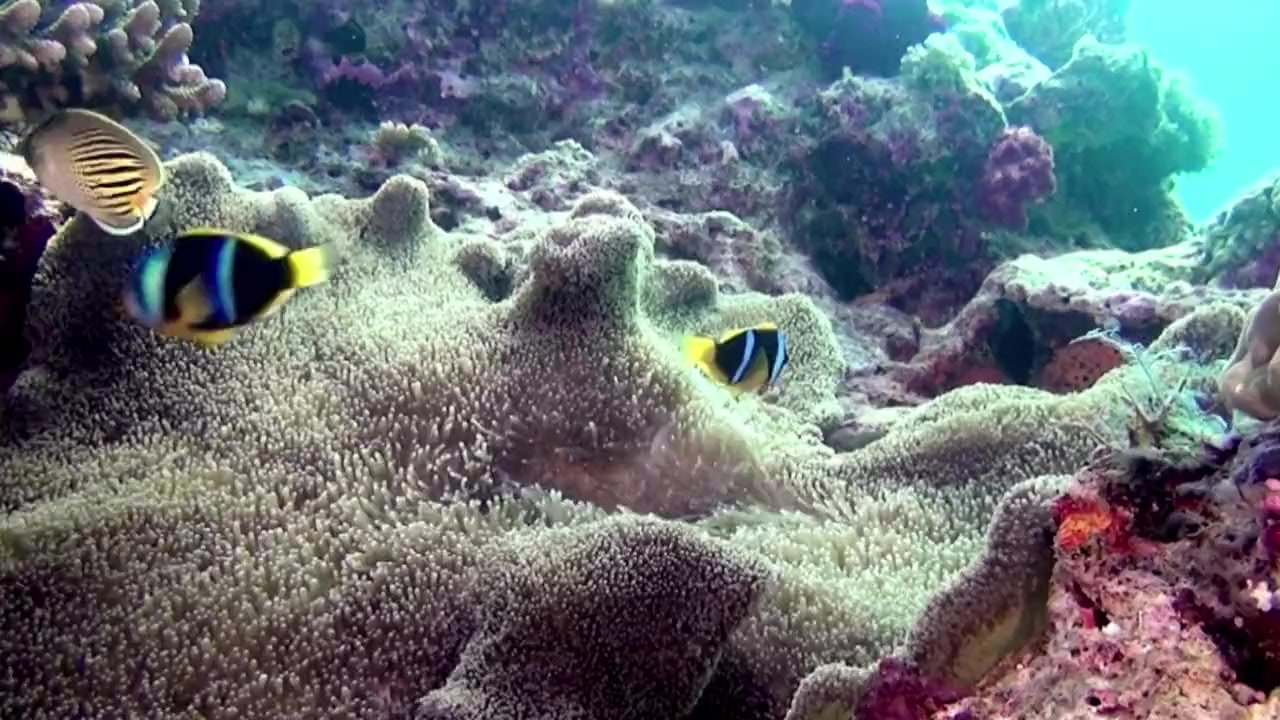 Magical Reef: The Islands of the Four Kings screenshot 2