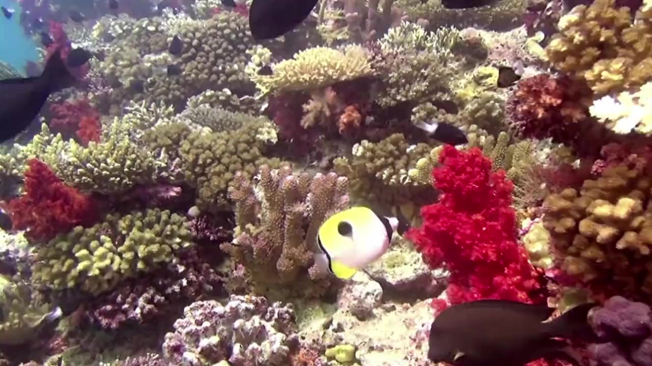 Magical Reef: The Islands of the Four Kings screenshot 3