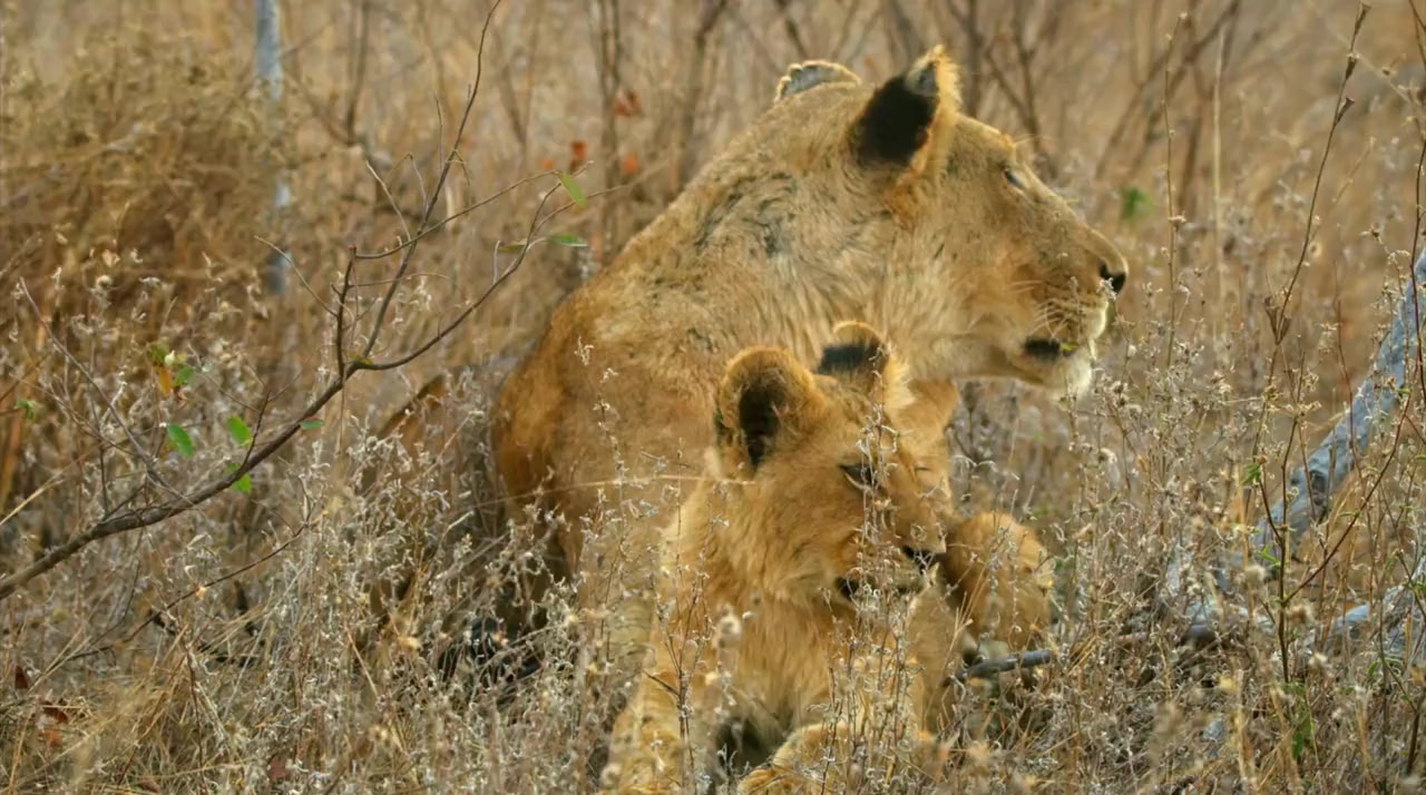 Malika the Lion Queen screenshot 1