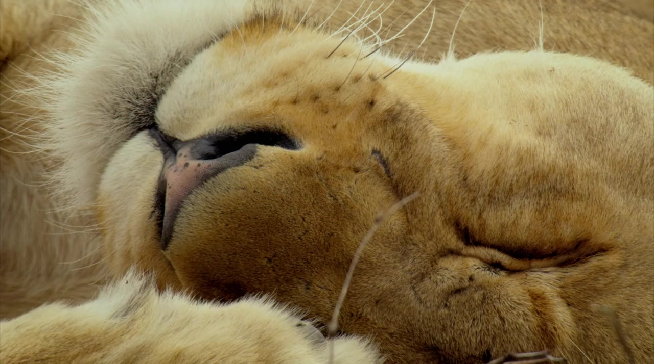Malika the Lion Queen screenshot 3