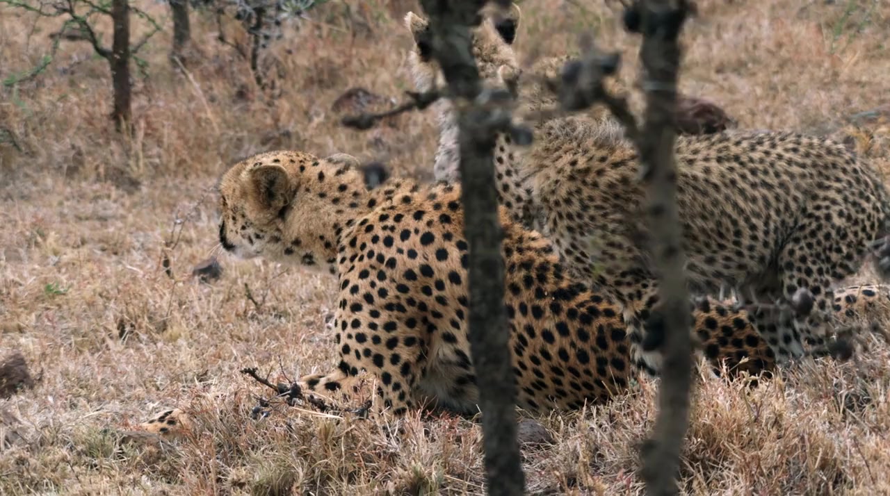 Man Among Cheetahs screenshot 3