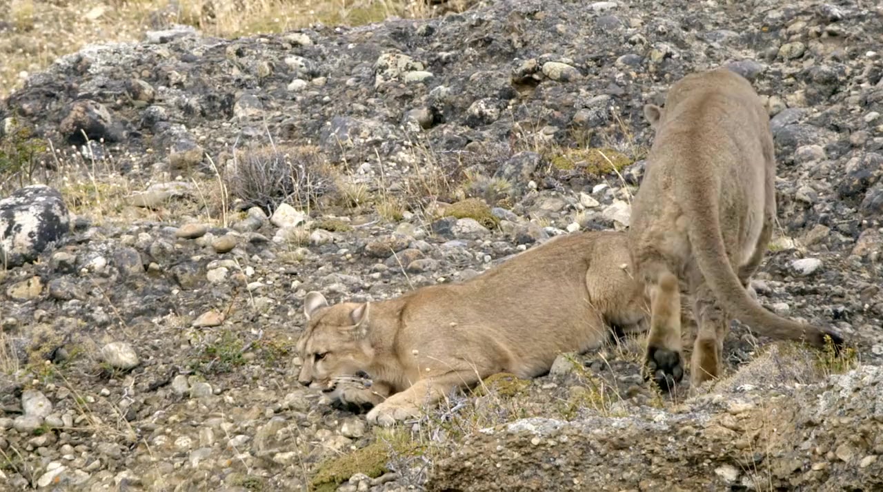 Man Vs. Puma screenshot 1