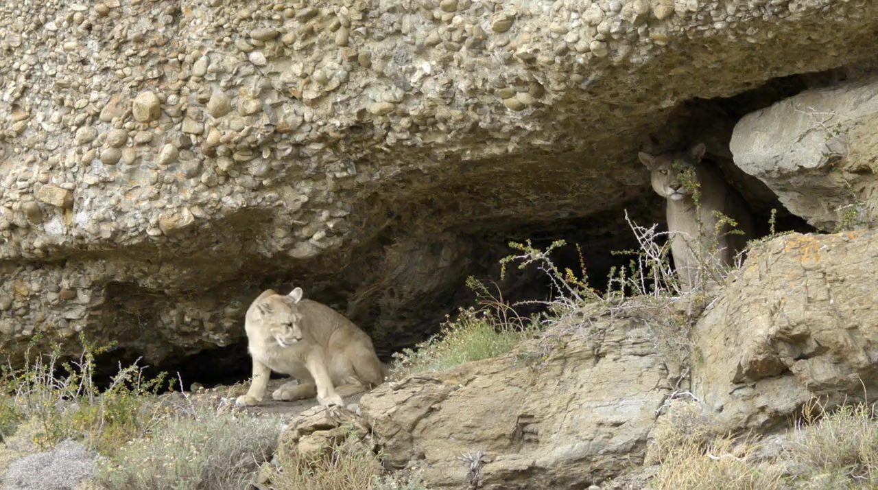 Man Vs. Puma screenshot 2