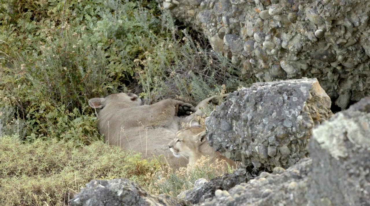 Man Vs. Puma screenshot 3