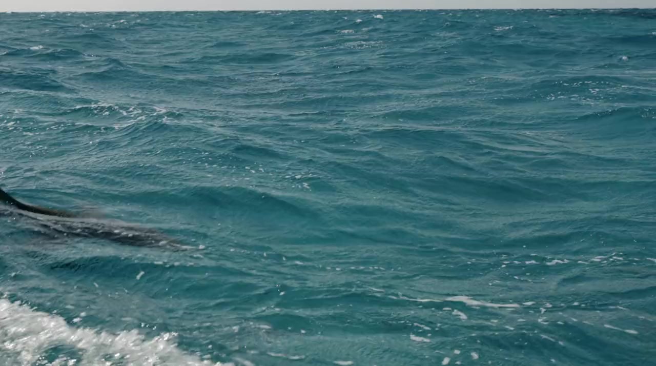 Man vs. Shark screenshot 2