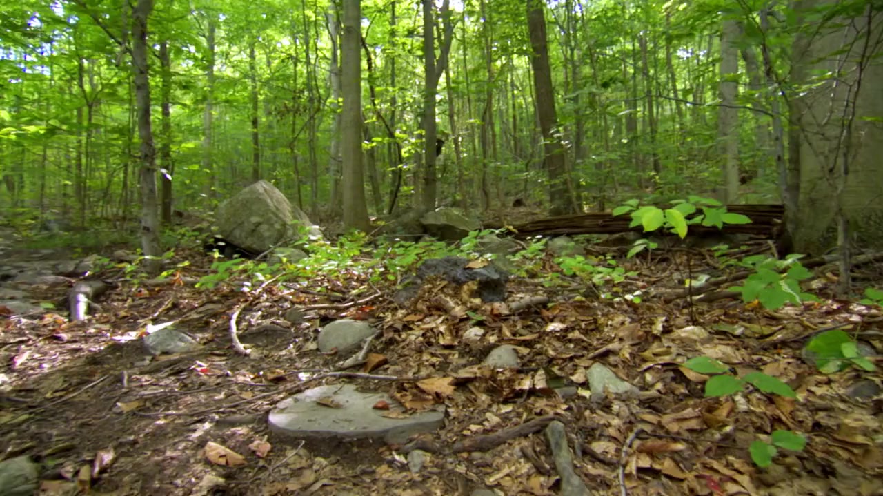 Mann V. Ford screenshot 1
