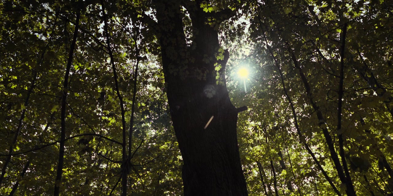 Metamorphosis screenshot 1
