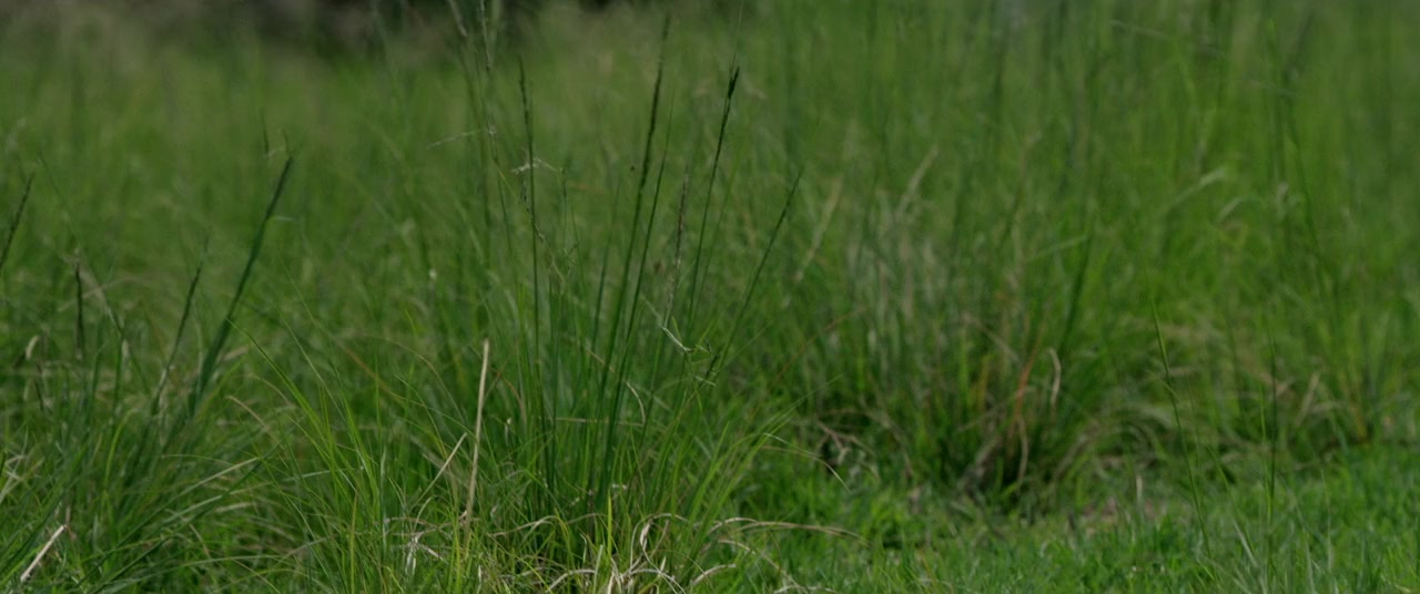 Mense van die Wind screenshot 3