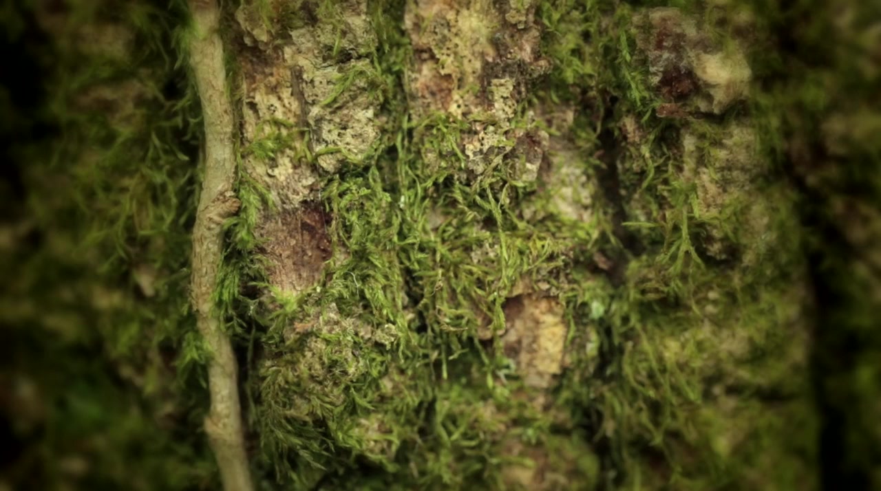 Microbirth screenshot 2
