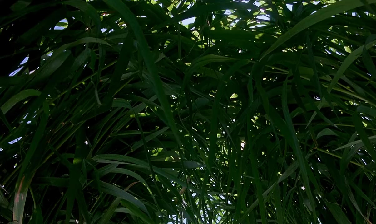 Microcosmos: Le peuple de l'herbe screenshot 3