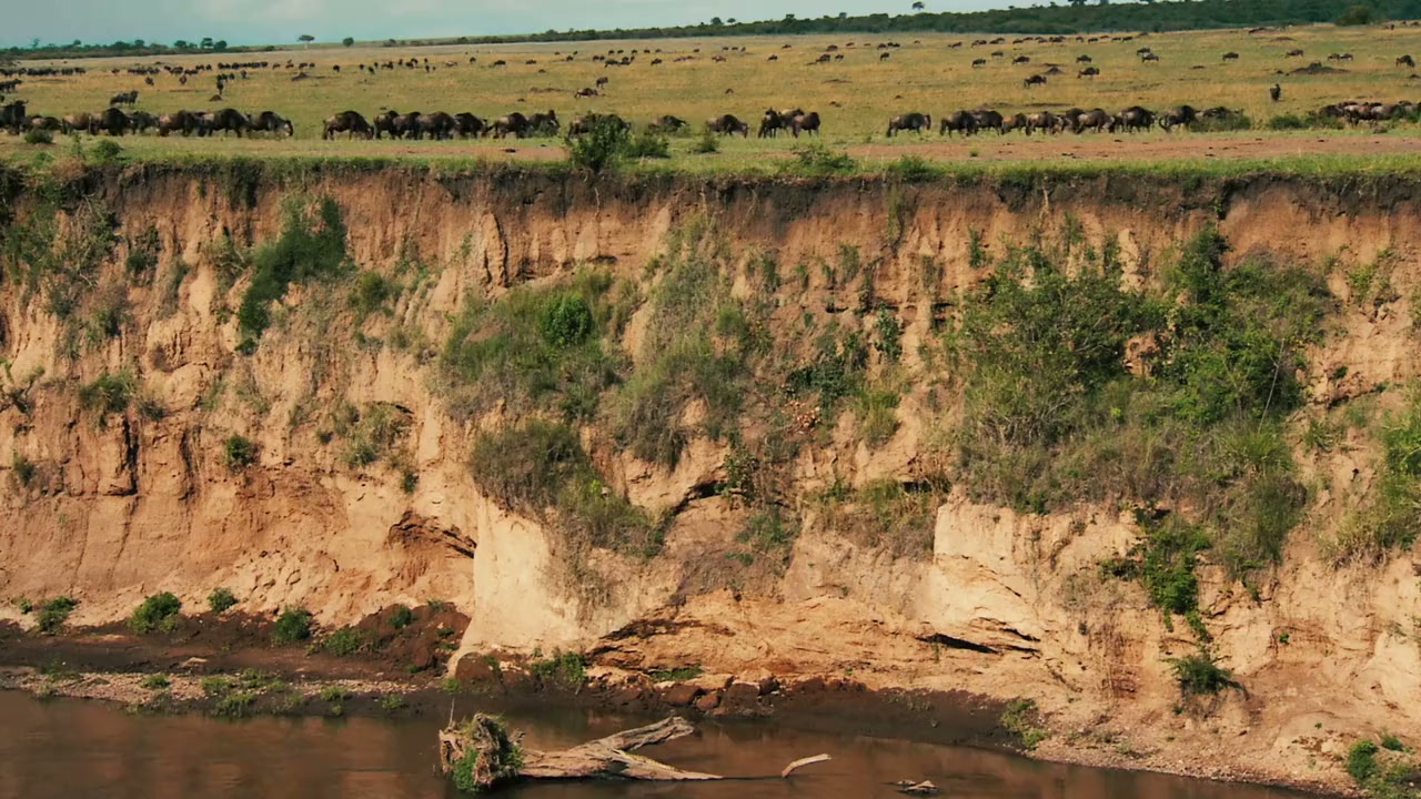 Migrations: The Big Swim screenshot 1