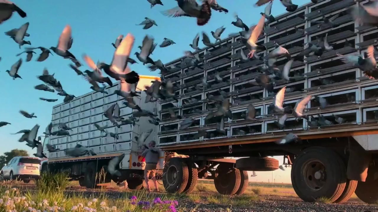 Million Dollar Pigeons screenshot 1