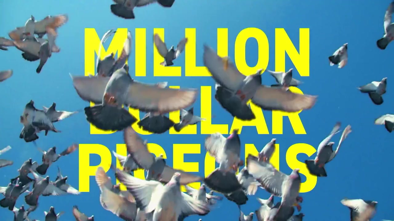 Million Dollar Pigeons screenshot 2