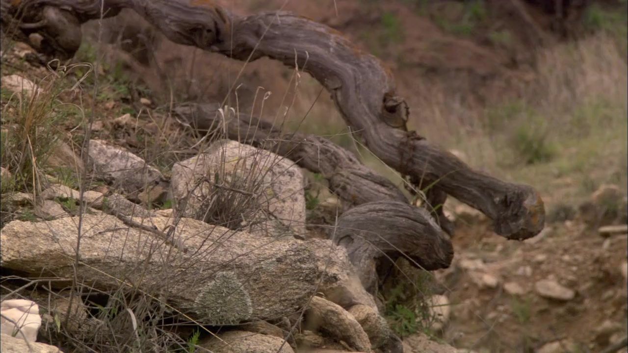 Miracle at Sage Creek screenshot 3