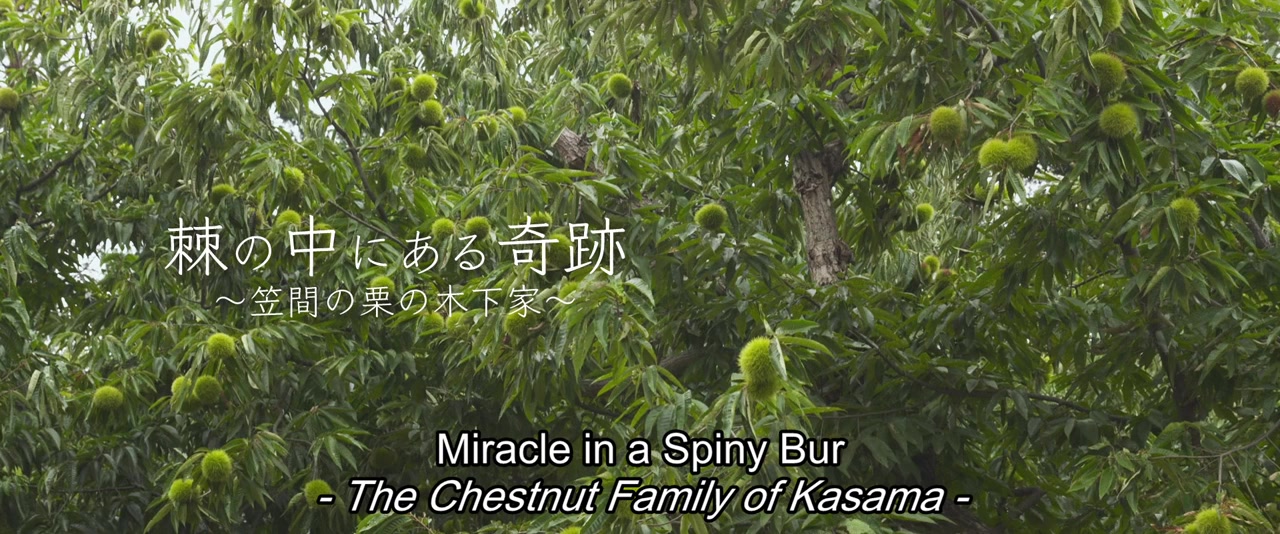 Miracle in a Spiny Bur: The Chestnut Family of Kasama screenshot 1