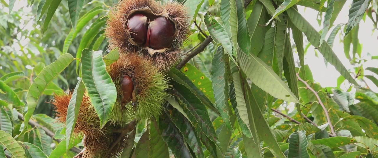 Miracle in a Spiny Bur: The Chestnut Family of Kasama screenshot 3