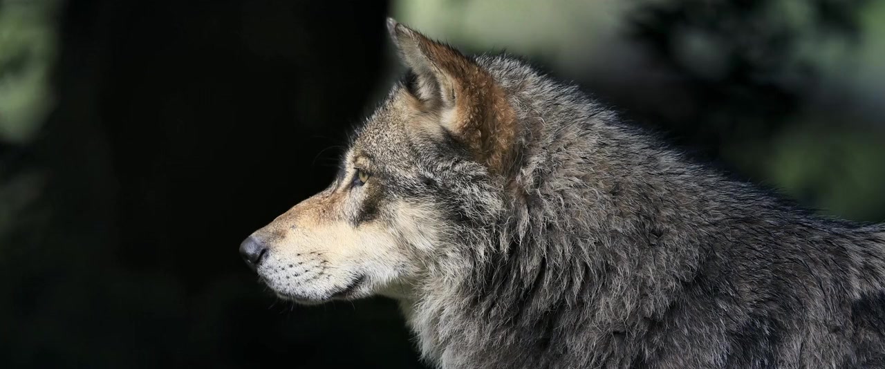 Misha and the Wolves screenshot 2