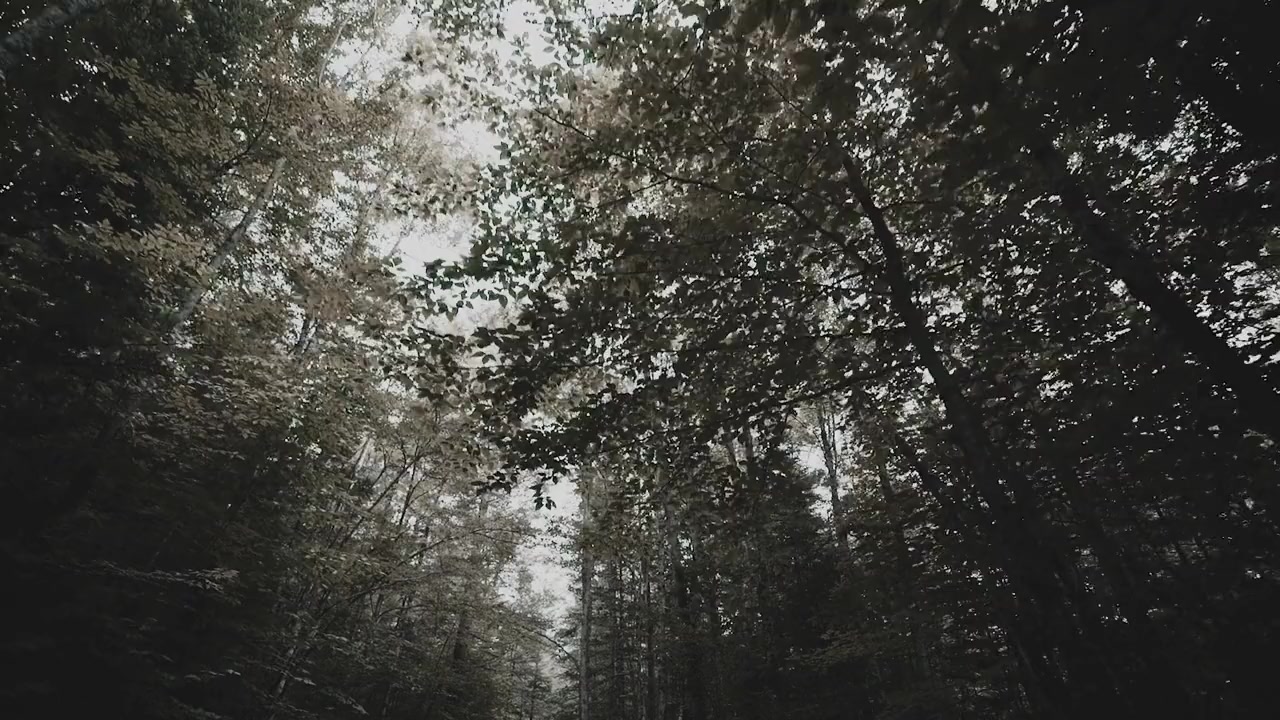 Missing 411: The Hunted screenshot 2