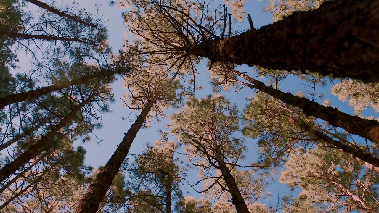 Missing and Alone screenshot 1
