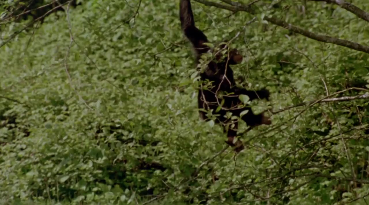 MVP: Most Valuable Primate screenshot 1