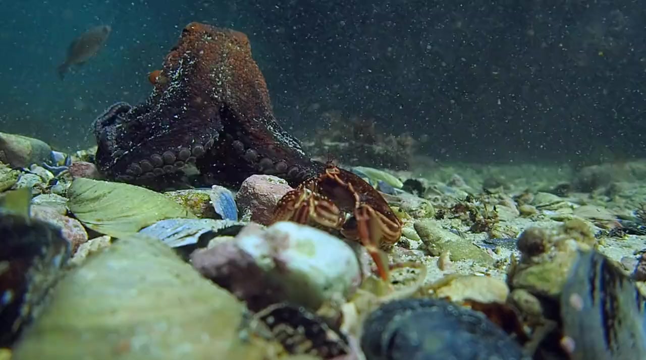 My Octopus Teacher screenshot 3