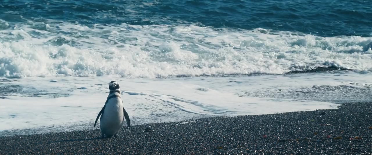 My Penguin Friend screenshot 2
