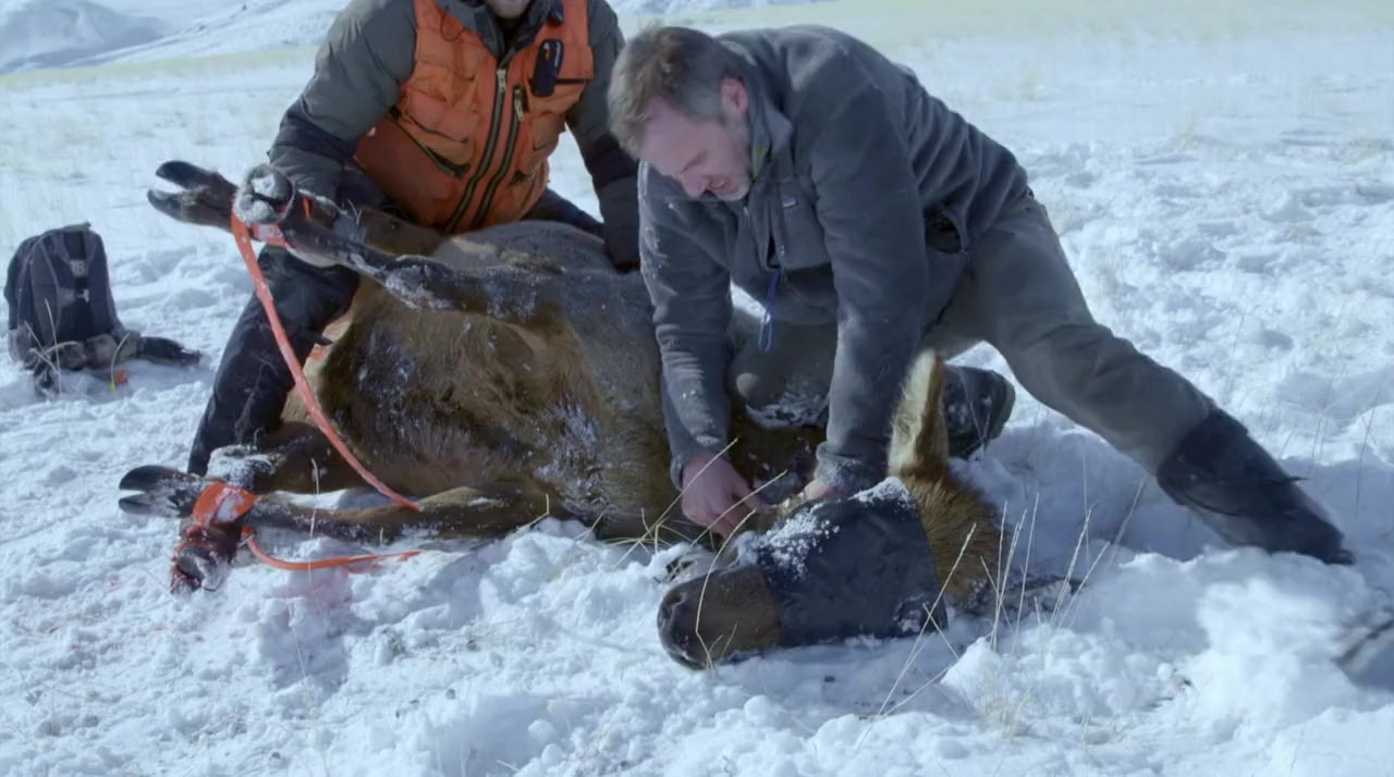Mystery in Yellowstone screenshot 2