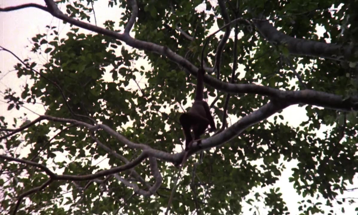Misterio en la isla de los monstruos screenshot 1