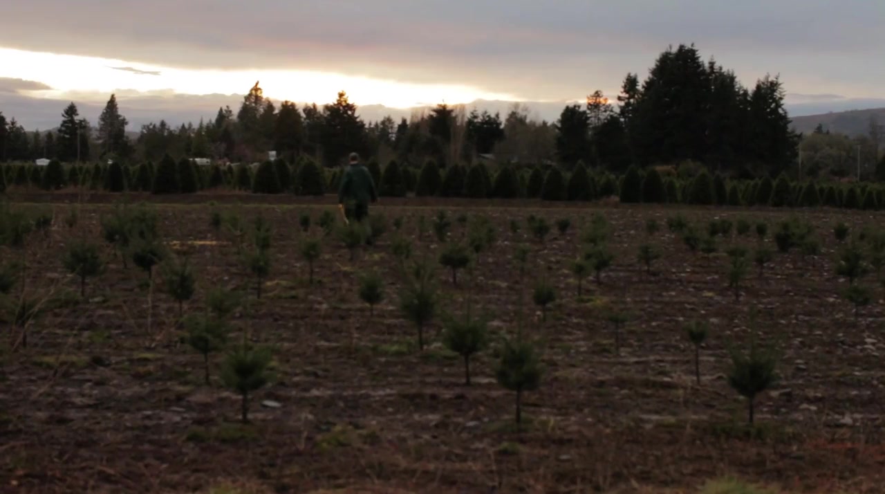 Noble Fir screenshot 3