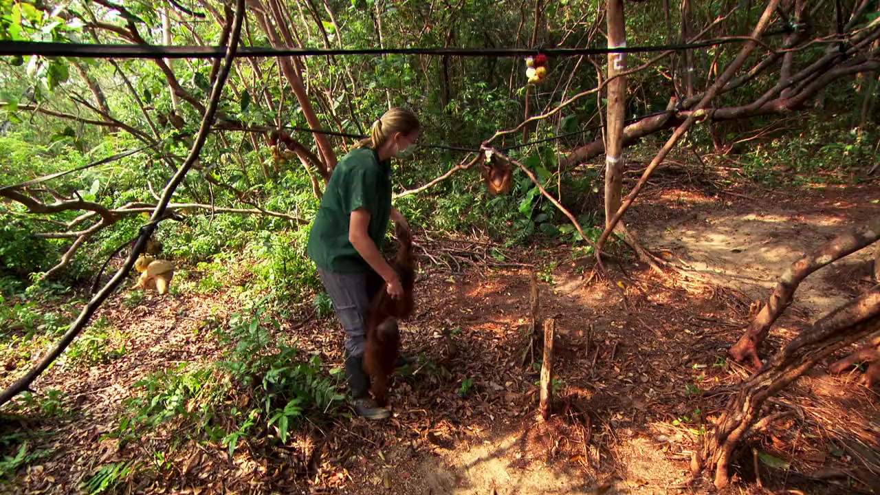 Operation Orangutan screenshot 1