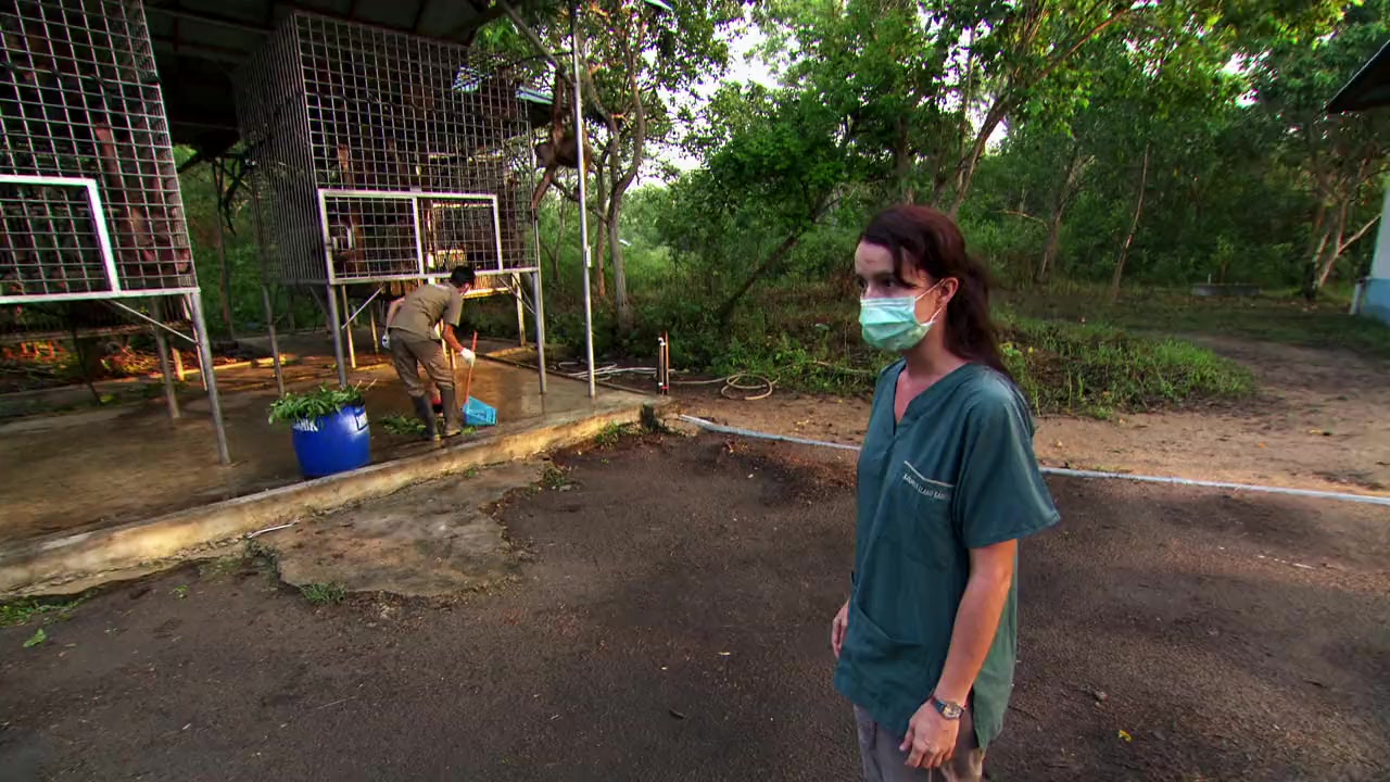 Operation Orangutan screenshot 2