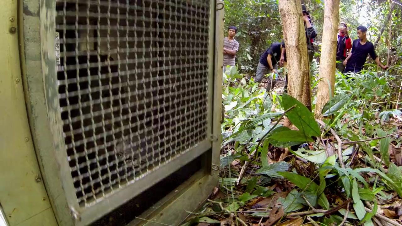 Operation Orangutan screenshot 3