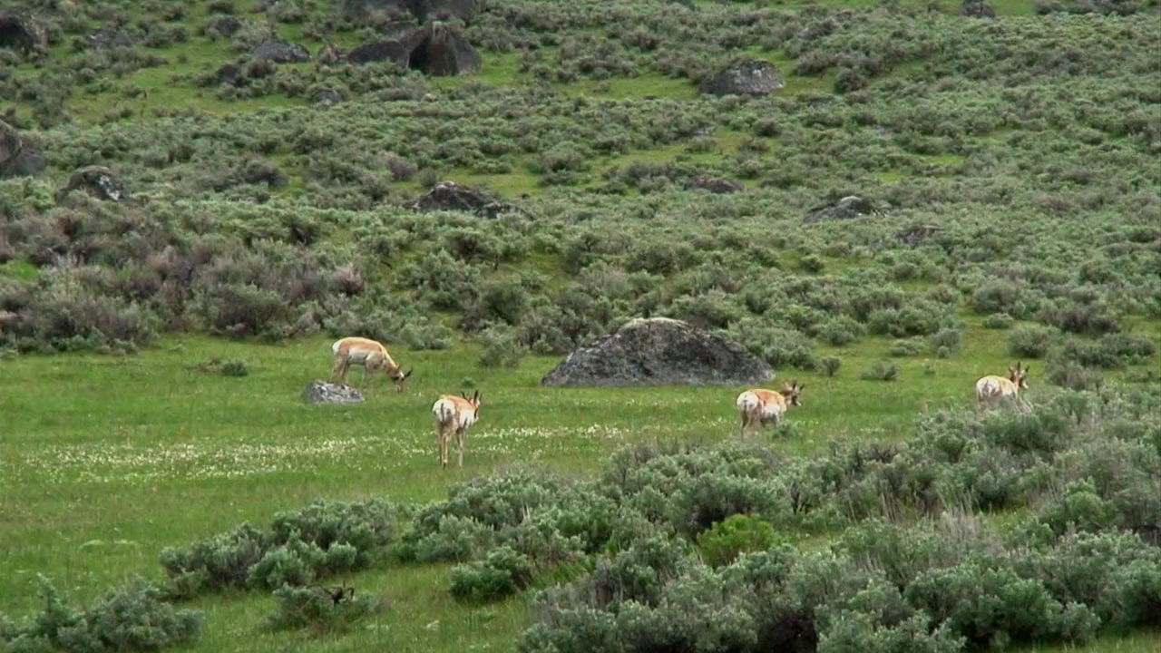National Parks Exploration Series: Yellowstone screenshot 2