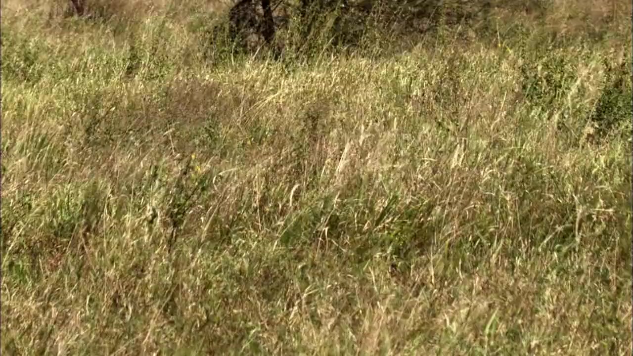 Moment of Impact: Hunters and Herds screenshot 1
