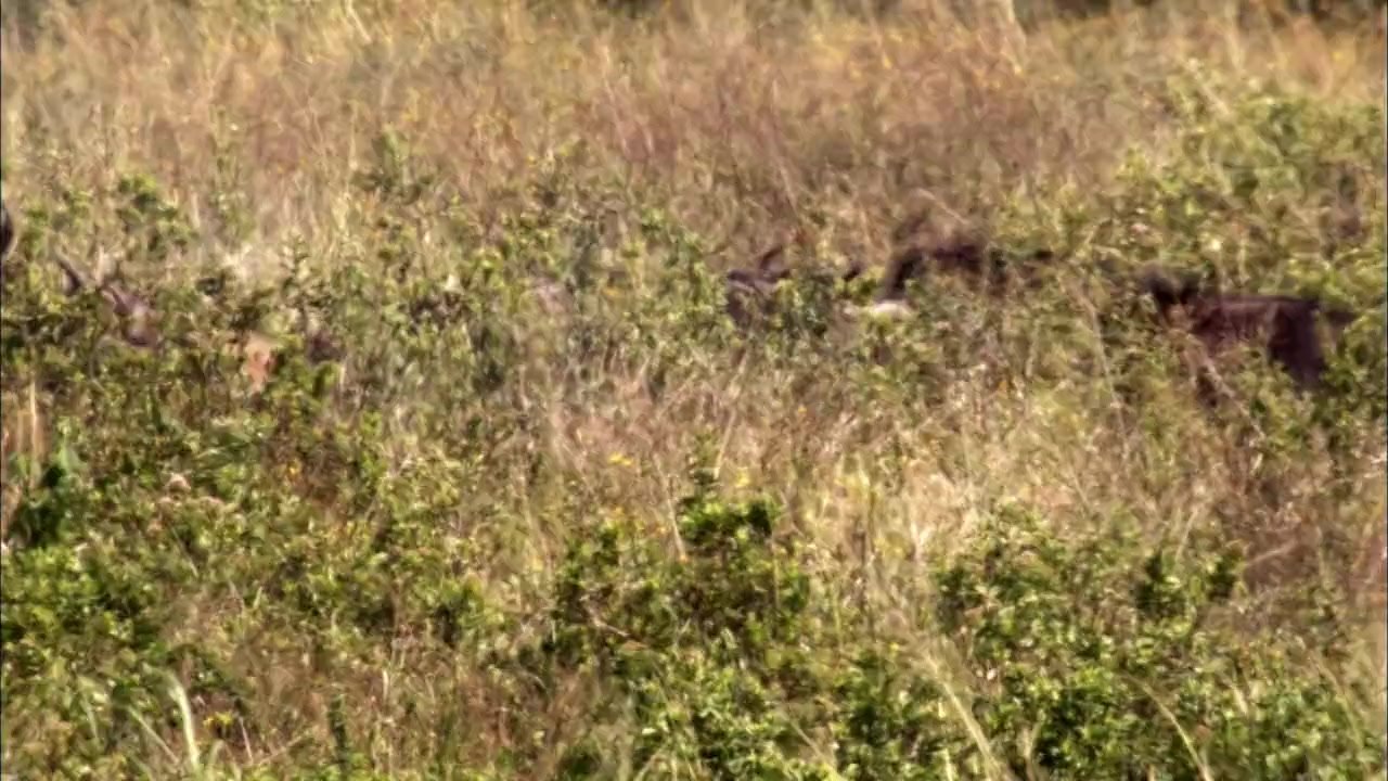 Moment of Impact: Hunters and Herds screenshot 2