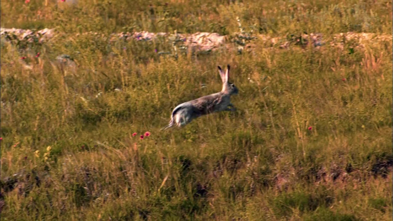 Moment of Impact: Hunters and Herds screenshot 3